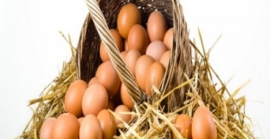 1.6 Milyar Tavuk Yumurtası Üretildi