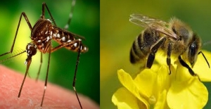 Arı, Böcek Ve Sivrisinek Sokmalarına Karşı Alınması Gereken Önlemler