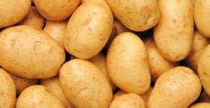 TZOB Genel Başkanı Bayraktar: Yeni Hasatlarla Patates-Soğan Fiyatları Düşecektir