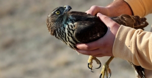 Kara Akbaba Ve Çakır Kuşu Doğaya Salındı