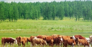 Kültür Sığır Fiyatı Bir Önceki Yıla Göre Yüzde 21,5 Arttı