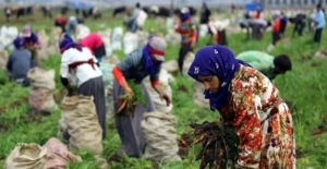 Mevsimlik Tarım İşçilerinin Ortalama Günlük Ücretleri Yüzde 12,6 Arttı