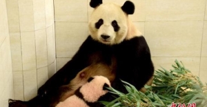 2 Panda 15 Yıllık Araştırma Projesi İçin Moskova'ya Gidiyor