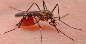 Sivrisinekleri ‘Çeken’ 5 Neden