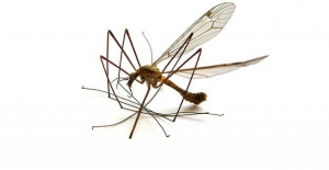 Dünyanın En İstilacı Sivrisineğinin Üremesi Kontrol Altına Alındı