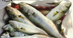 Balık Sezonu Açıldı, Deniz Ürünleri Henüz Bereketine Ulaşmadı
