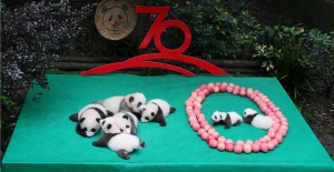 Çin’in 70’inci Yıl Kutlamaları İçin 7 Panda Yavrusu Halka Tanıtıldı