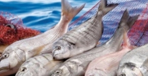 TZOB Başkanı Bayraktar: “Balıkçılar ‘Vira Bismillah’ Diyerek Denize Açılacak…”