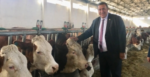 CHP'li Gürer:  "Yerli Hayvan Irkı Yok Oluyor"