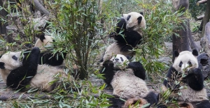 Pandalar, Yeni Koronavirüsü Hastalarına Moral Verecek