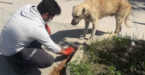 Kuşadası Belediyesi Sokağa Çıkma Yasağında 'Can Dostları' Unutmadı