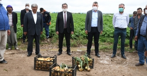 CHP'li Barut'tan Patates Ve Soğan Üreticileri İçin Tarlada Destek Çağrısı