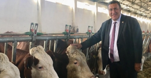 CHP'li Gürer: ‘Taşıyıcı Anne’ Diye İthal Edilen Sığırlar Kasaplık Et Oldu
