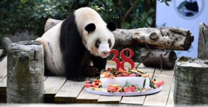 Dünyanın En Yaşlı Pandasına Doğum Günü Sürprizi!