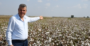 CHP'li Barut: "Pamuk Üreticisi Hasat Sevinci Yaşayamıyor"