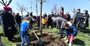 Üsküdar Belediyesi 4 Yetişmiş Çınar Ağacını Parka Dikti