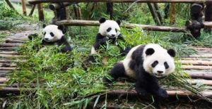 Pandalar, Nesli Tükenen Hayvanlar Listesinden Çıktı