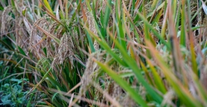 Çinli Biyologlar Zararlı Canlılara Karşı Dirençli Buğday Geliştirdi