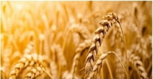 Tarım Ürünleri Üretici Fiyat Endeksi (Tarım-ÜFE) Şubat'ta Yüzde 13,74 Arttı
