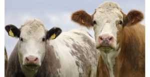 Canlı Hayvanlardan Sığır (Kültür) Fiyatı Bir Önceki Yıla Göre Yüzde 18,46 Arttı