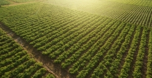 Tarım-GFE 2022 Mart'ta Yüzde 15,16 Arttı