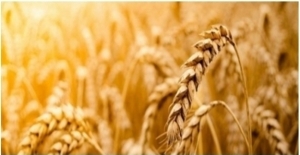 Tarım-GFE 2022 Nisan'da Yüzde 7,45 Arttı