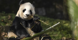Çin’de Keşfedilen 8 Milyon Yıllık Fosil, Pandaların Otoburluğa Geçişinin İzlerini Taşıyor