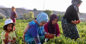 Emine Erdoğan, Ayaş'ta Çiftçi Kadınlarla Tarladan Domates Topladı