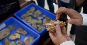 Çin’de Tüm Kemikli Canlıların Atası Olabilecek 440 Milyon Yıllık Fosiller Bulundu