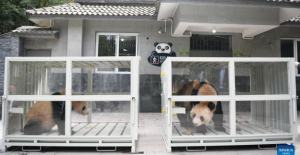 Çin’den İki Panda Dünya Kupası öncesi Katar’a Taşınıyor