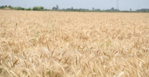Tarımsal Girdi Fiyat Endeksi Ağustos’ta Yüzde 1,64 Arttı