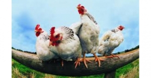Tavuk Eti Üretimi Kasım 2022'de Yüzde 0,6 Azalarak 200 Bin 077 Ton Oldu