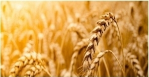Tarım Ürünleri Üretici Fiyat Endeksi (Tarım-ÜFE) Ocak'ta Yüzde 11,08 Arttı