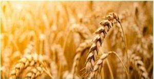 Tarım Ürünleri Üretici Fiyat Endeksi (Tarım-ÜFE) Mart'ta Yüzde 1,79 Arttı