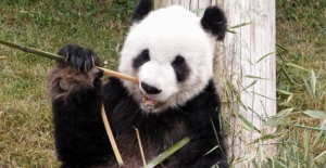 ABD’de 20 Yıl Yaşayan Dişi Panda Ya Ya, Çin’e Döndü