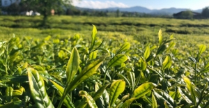 Lipton Doğu Karadeniz’de Çay Hasadına Başladı