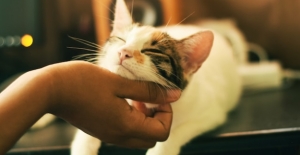 Evcil ^Hayvan Sahiplerine Müjde!: “Akıllı Mamalar, Kedi Alerjilerini Ortadan Kaldırabilir”