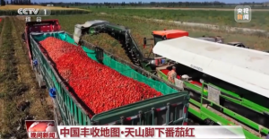 Dünyada Satılan Her Dört Ketçaptan Biri Xinjiang’da Üretiliyor