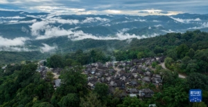 10 Bin Yıllık Eski Çay Ormanları UNESCO Listesine Alındı
