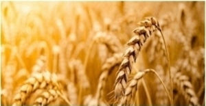 Tarım Ürünleri Üretici Fiyat Endeksi (Tarım-ÜFE) Ağustos'ta Yüzde 3,83 Arttı