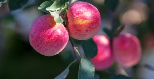 Çin, 47.5 Milyon Ton Elma Üretimiyle Dünya Birinciliğini Elinde Tutuyor
