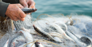 “Egeli Balıkçıların 11 Aylık İhracatı 1 Milyar Doları Aştı”