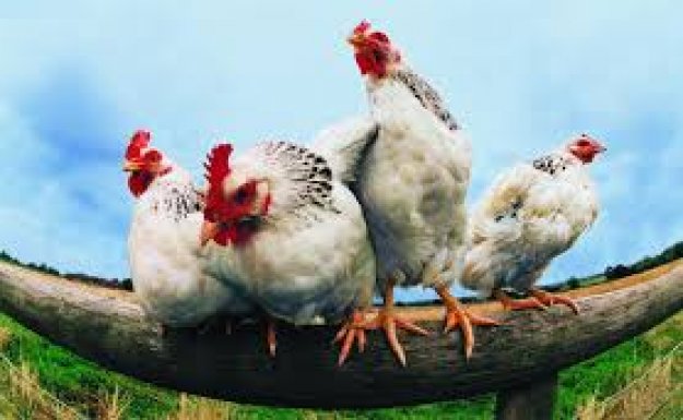 Tavuk Ürünleri Alarm Veriyor