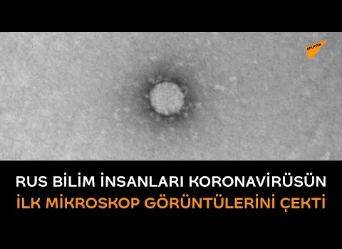 Rus bilim insanları koronavirüsün ilk mikroskop görüntülerini çekti
